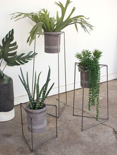 three potted plants sitting next to each other on top of cement floored ground