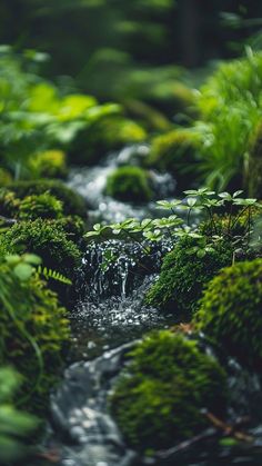 a stream running through a lush green forest filled with lots of mossy plants and trees