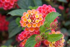 an orange and yellow flower with green leaves on the top is surrounded by other flowers