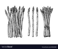 asparagus sketched on white background with clippings for text or image