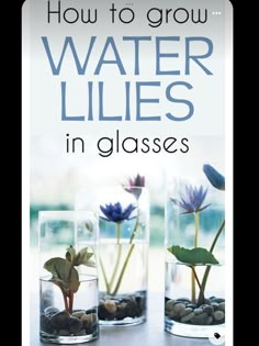 how to grow water lilies in glasses