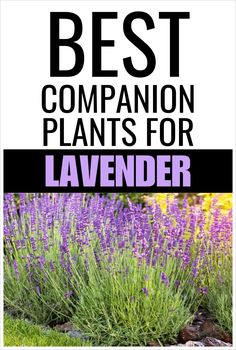 the best companion plants for lavender