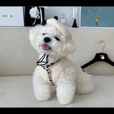 a small white dog sitting on top of a couch next to a coat hanger