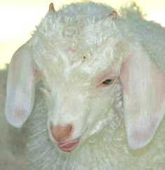 a close up of a white sheep with curly hair