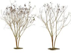 two small trees with no leaves on them are shown in front of a white background