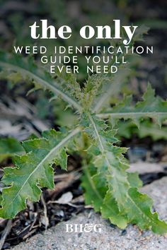 Identifying Weeds, Herbal Tea Garden, Hosta Gardens, Garden Calendar, Garden Of Earthly Delights, Garden Weeds, Gardening Trends, Garden Bulbs, Low Maintenance Garden