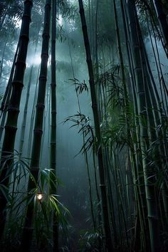 the light shines through the tall bamboo trees