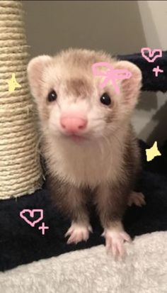 a ferret is sitting on top of a blanket