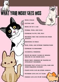 a poster with cats on it that says what your inside cat's misss