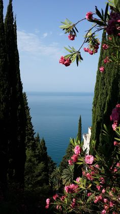 pink flowers are growing on the side of some trees near the water in front of them