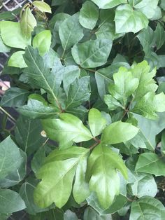 green leaves are growing on the tree outside