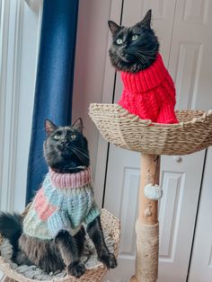 a cat wearing a sweater sitting on a chair next to another cat in a knitted sweater