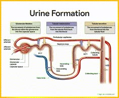 Urinary System Anatomy, Physiology Study, Excretory System, Best Nursing Schools