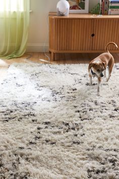 a small dog standing on top of a shaggy rug