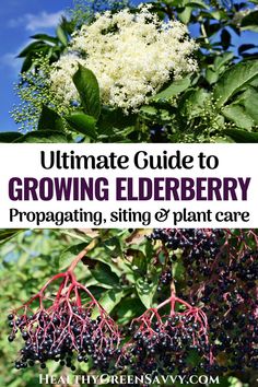 the ultimate guide to growing elderberry propagating, stringing & plant care