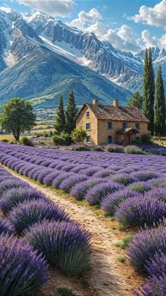 a lavender field with a house and mountains in the background