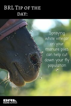 a close up of a horse's face with the words bril tip of the day