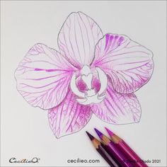 a drawing of a flower with colored pencils next to it