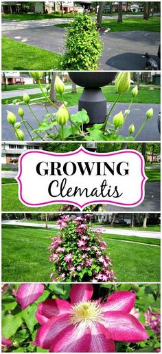 flowers growing in the garden with text overlaying it that says growing clematis