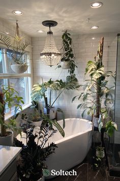 a bath tub sitting next to a window filled with potted plants and greenery