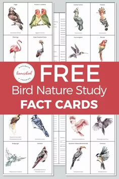 the free bird nature study fact cards are great for kids and adults to learn about birds