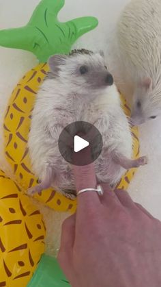 two hedgehogs sitting on top of pineapples and being petted by someone's hand