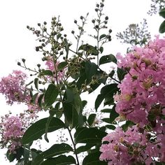 pink flowers are blooming on the branches of trees in front of a white sky