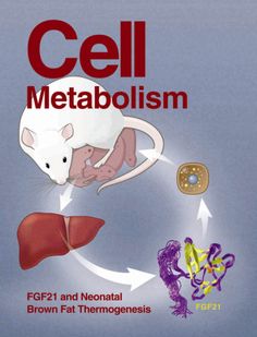 Cell Metabolism journal Cell Metabolism, Cover Story, Barcelona, Collage, Books, Fictional Characters, Pins