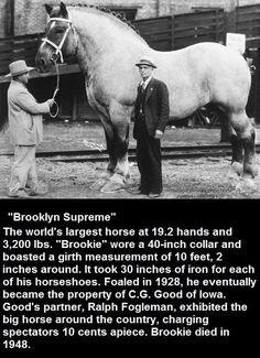 a man standing next to a white horse in an old fashioned black and white photo