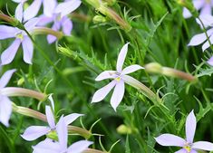 purple flowers are blooming in the green grass