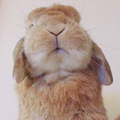 a close up of a rabbit with its eyes closed