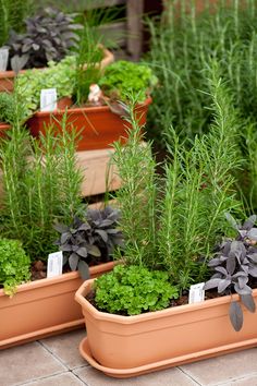 several potted plants are sitting on the ground