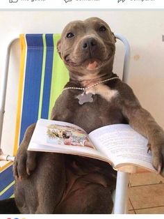 a dog is sitting in a chair and reading a book with his paw on an open book