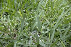 the grass is very green and has little drops of water on it's surface