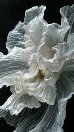 a large white flower on a black background