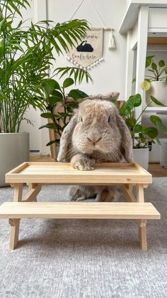 a rabbit sitting on top of a wooden bench next to a potted plant in a living room