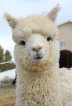 an alpaca is standing in the grass with other llamas behind it