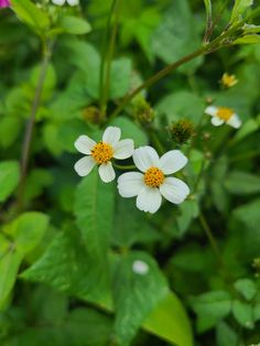 three white flowers with yellow center surrounded by green leaves and pink flowers in the background