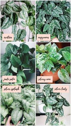 different types of plants that are growing in the same houseplant potted plant