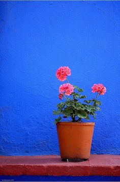 a potted plant with pink flowers sitting on a ledge in front of a blue wall