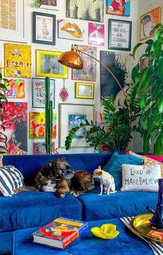 two dogs sitting on a blue couch in front of a wall full of pictures and plants