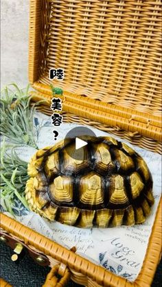 a tortoise shell sitting on top of a wicker basket