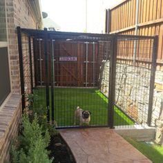 a small dog standing behind a gated in area that has grass on the ground