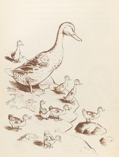 an old drawing of ducks and their babies