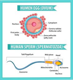 diagram of the human cell and its functions