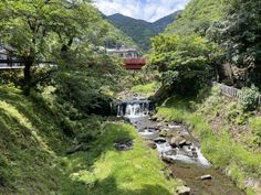 a stream running through a lush green forest