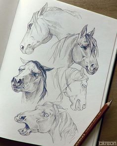 Drawings Of Horses, Horse Pencil Drawing, Faces Pictures, Drawing Horses, Horse Art Drawing, Cat Expressions, Horse Sketch, Drawing Animals, Animal Anatomy