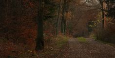 a dirt road surrounded by trees and leaves