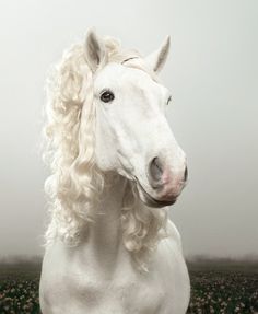 a white horse with long blonde hair has a speech bubble