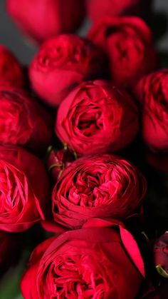 a bunch of red roses sitting on top of each other